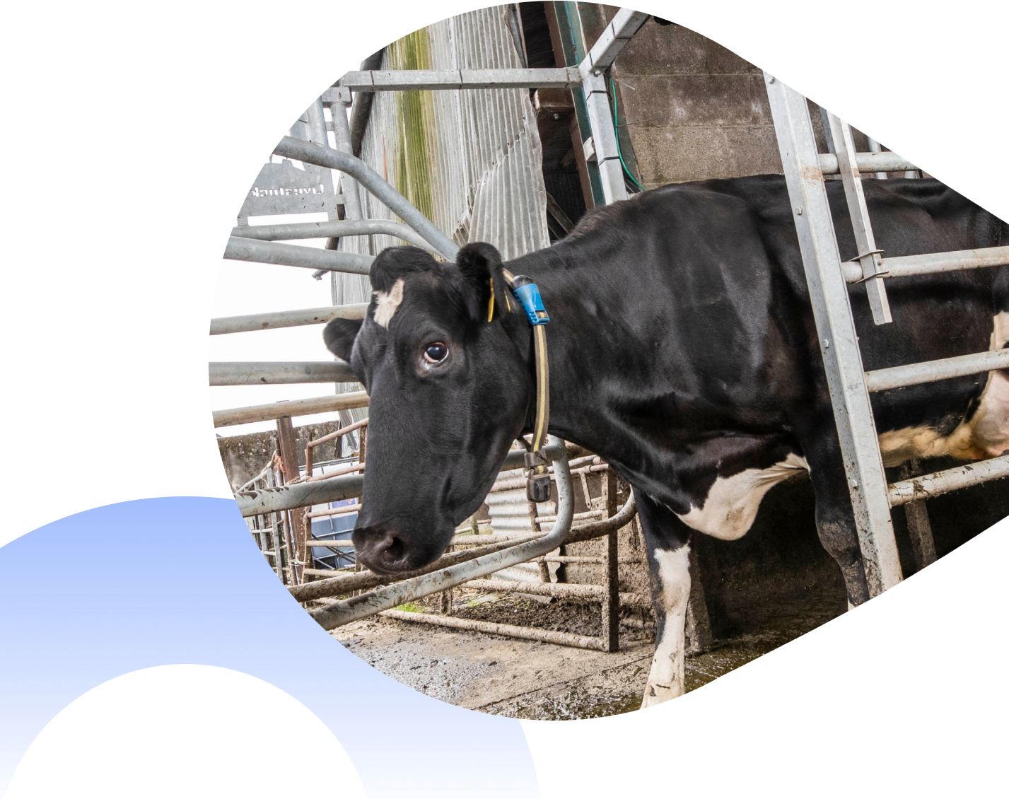 cow standing next to a metal fence